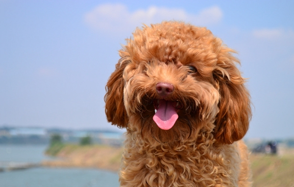 泰迪犬 (37).jpg